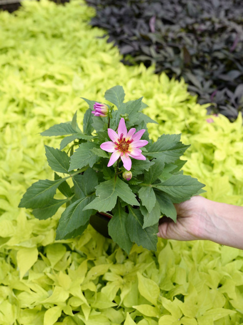 Dahlia 6 in