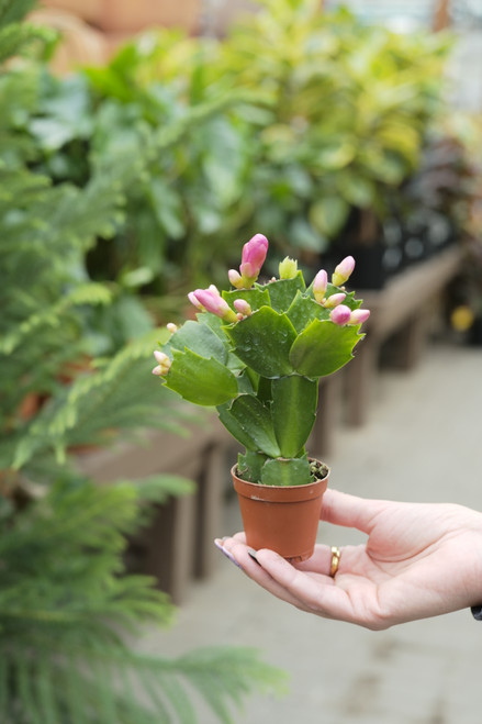 2" Holiday Cactus (Schlumbergera Truncata)