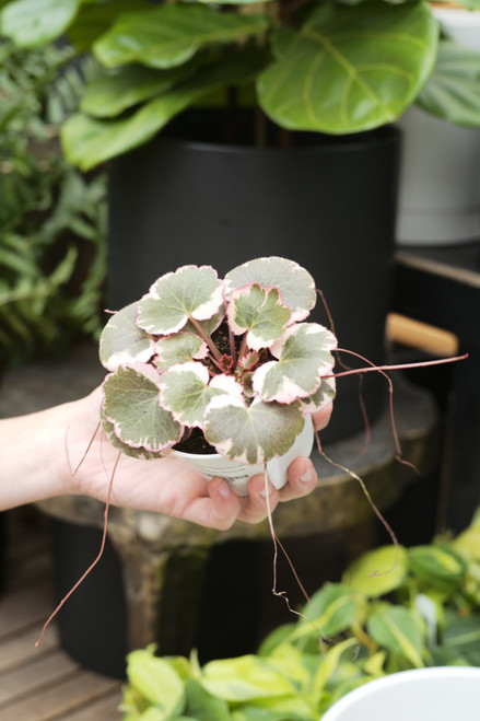 4" Saxifraga Tricolor