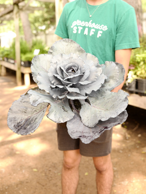 Ornamental Cabbage Ruby Queen 8 in