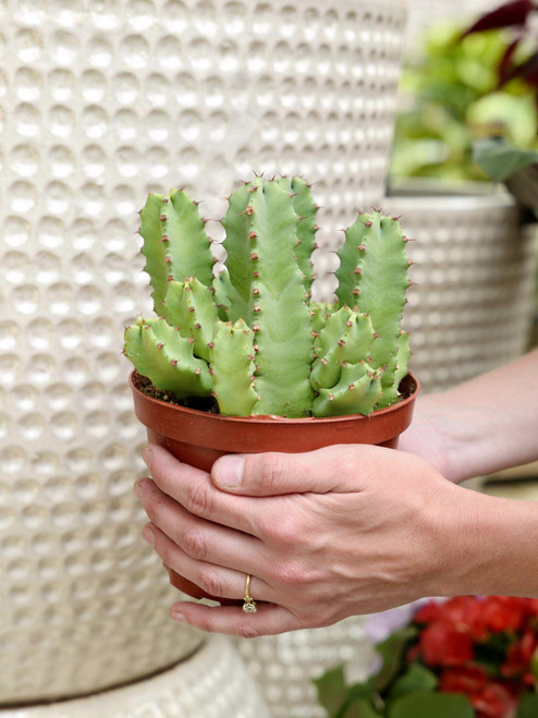 6" Euphorbia Resinifera