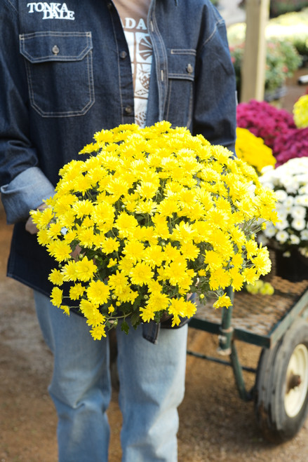 Annual Mums 5 in