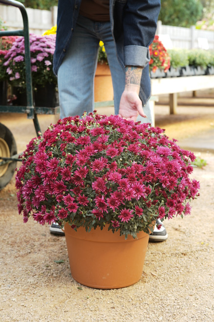 Annual Mums 12 in patio pot