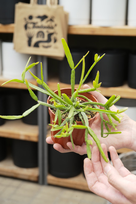 4" Rhipsalis Paradoxa