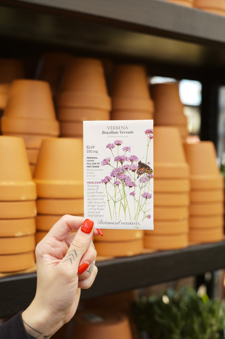 Verbena Brazilian Vervain