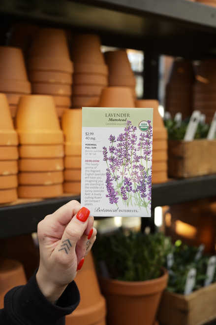Organic Lavender Munstead