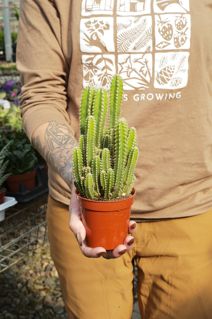 3" Fairy Castle Cactus