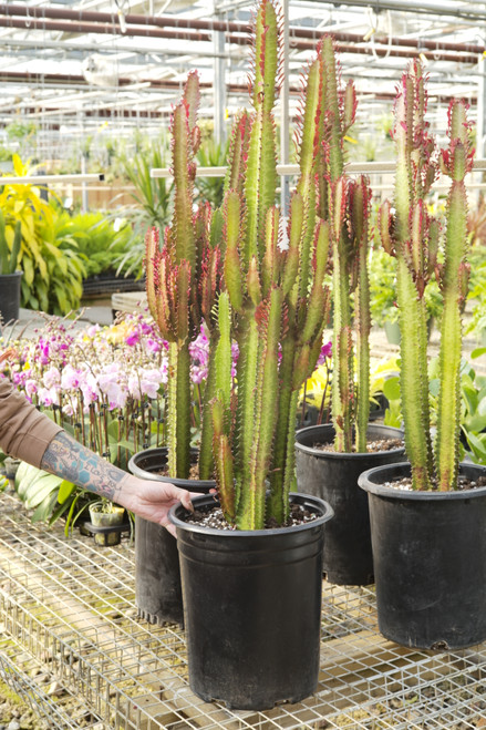 12" Euphorbia Trigona Rubra