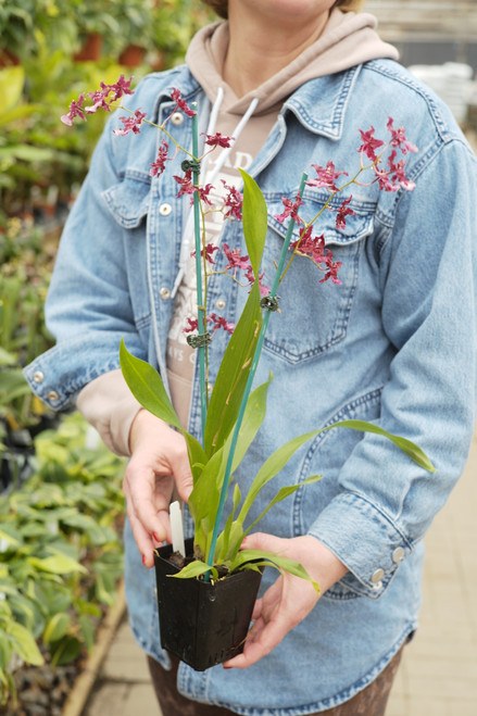 4" Oncidium Heaven Scent 'Sweet Baby'