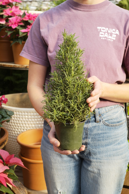 4" Rosemary Holiday Tree
