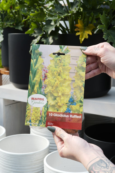 Gladiolus Bulb Blitz