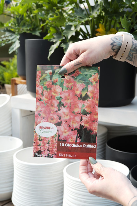 Gladiolus Bulb Riks Frizzle