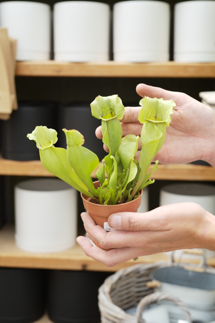 3" Sarracenia Purpurea
