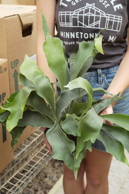 6" Fern Staghorn