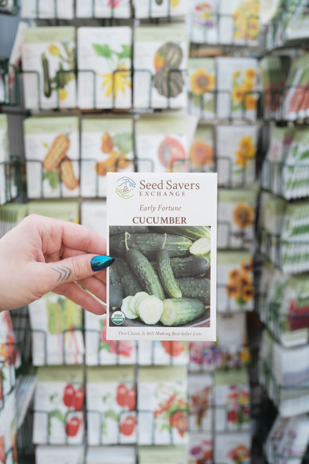 Organic Early Fortune Cucumber