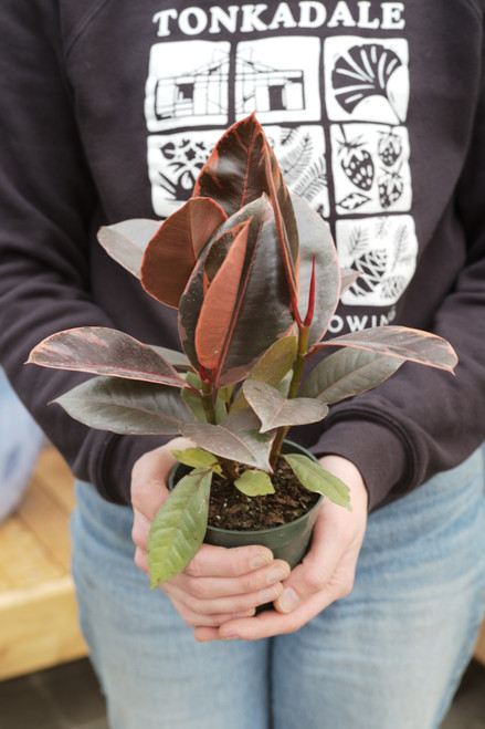 4" Ficus Elastica Ruby