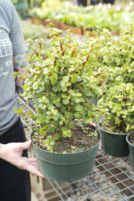 8" Portulacaria Stump
