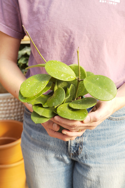 4" Hoya Obovata