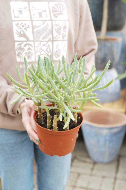 6" Senecio Blue Chalksticks