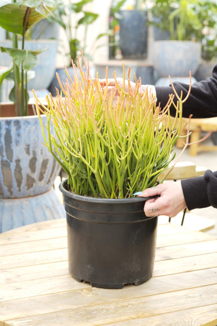 8" Euphorbia Firesticks