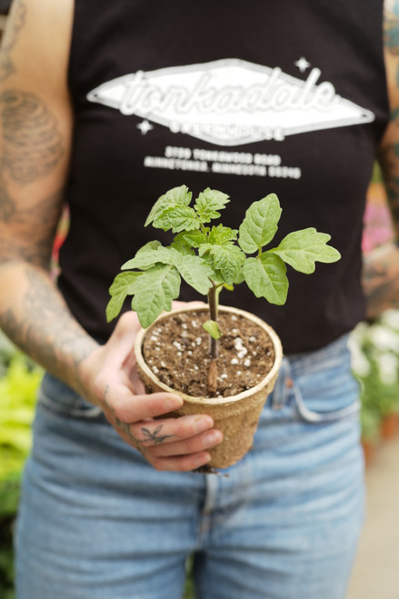 Black Strawberry Tomato