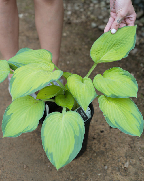 Main product image