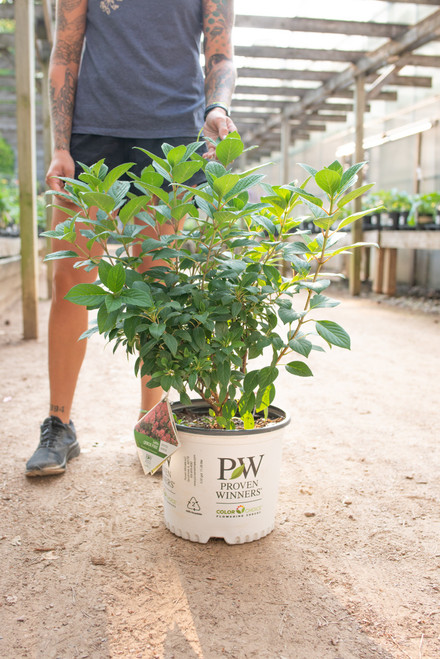 Shop - Perennials - Hydrangea - Tonkadale