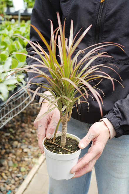 4" Dracaena Marginata Red Princess