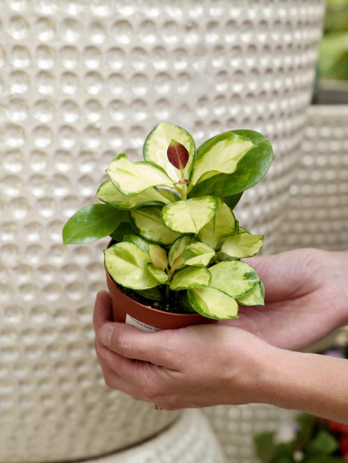 4" Hoya Australis Lisa