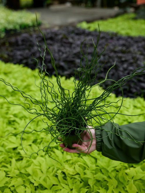4" Juncus Spiralis