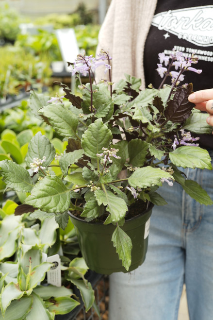 6" Plectranthus Mona Lavender