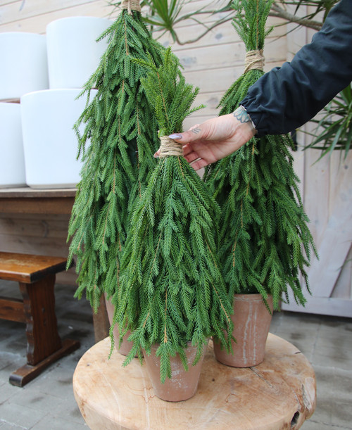 24" Potted Cypress Topiary (Faux) 24" Potted Cypress Topiary (Faux)