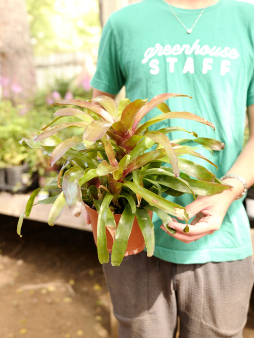 6" Neoregelia Bossa Nova Red