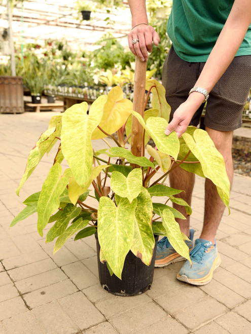 10" Philodendron Painted Lady totem