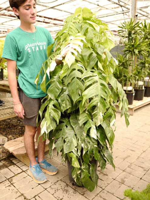 14" Epipremnum Albo