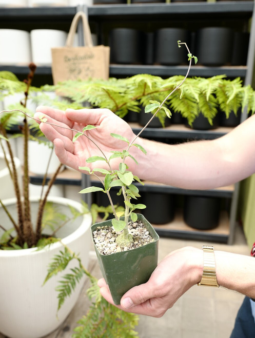 3" Fockea Edulis