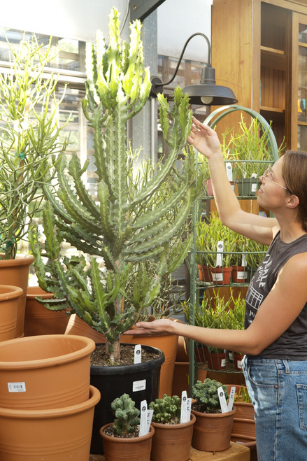 14" Euphorbia Lactea Green
