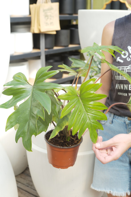 6" Philodendron Mayoi