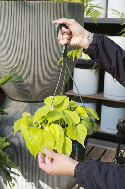 8" Philodendron Cordatum Lemon Lime