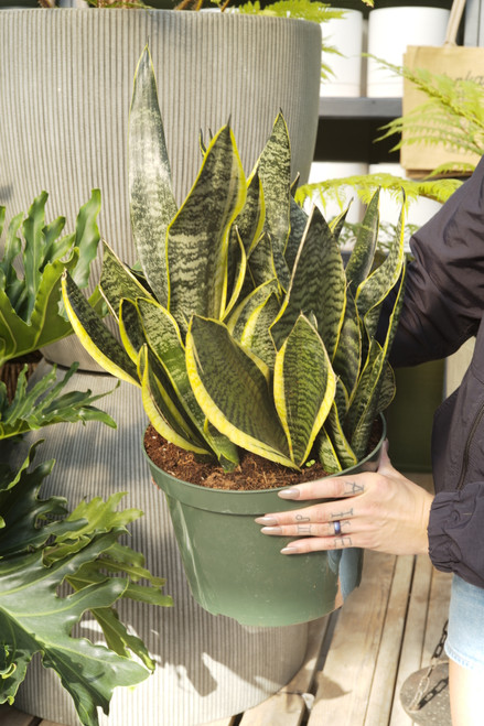 10" Sansevieria Futura Superba