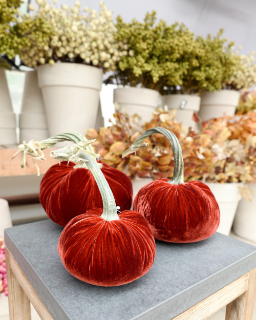 Velvet Pumpkin in Rust