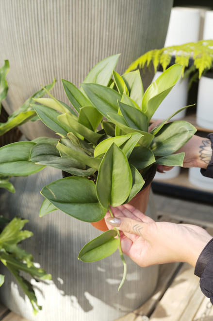 6" Scindapsus Treubii Moonlight