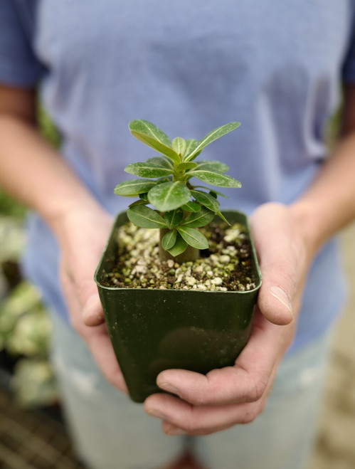 3" Adenium Arabicum