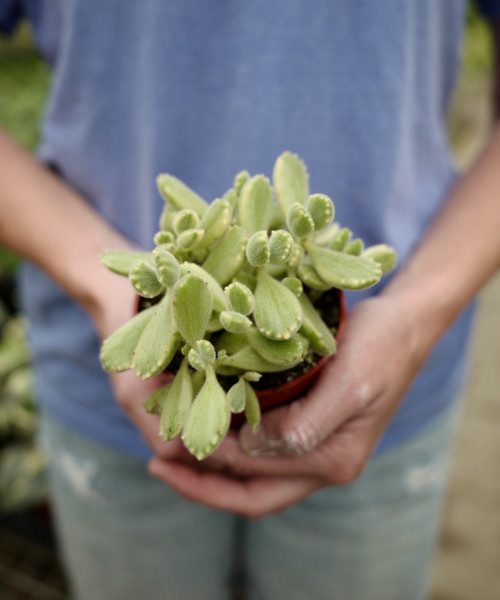 4" Bear Paws Variegated