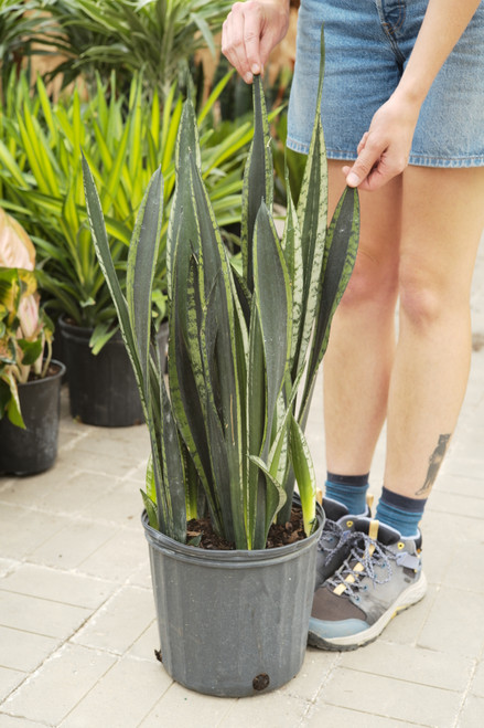10" Sansevieria Silver Flame
