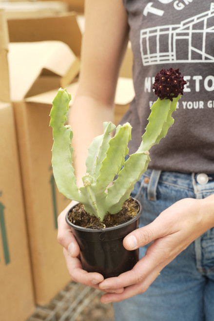 4" Caralluma Speciosa