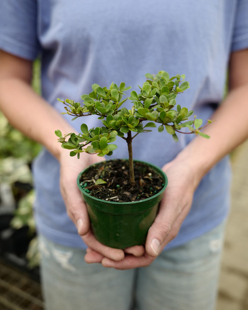 4" Bonsai Barberry