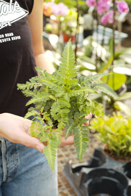 4" Fern East Indian Holly
