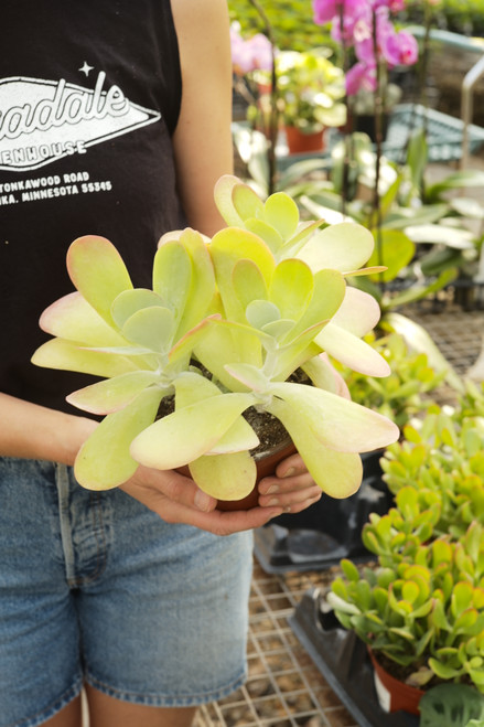 6" Kalanchoe Flapjacks