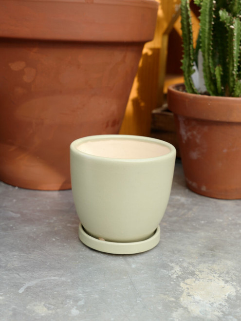 5.5" Egg Pot w/Saucer in Sage